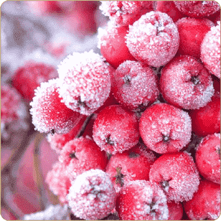 Red Frosty Fruit Aroma Dark Burner